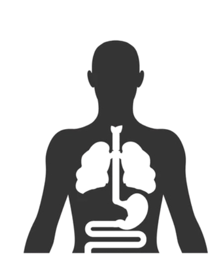 Anatomy Icon